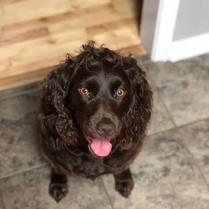 Meet your Posher, George